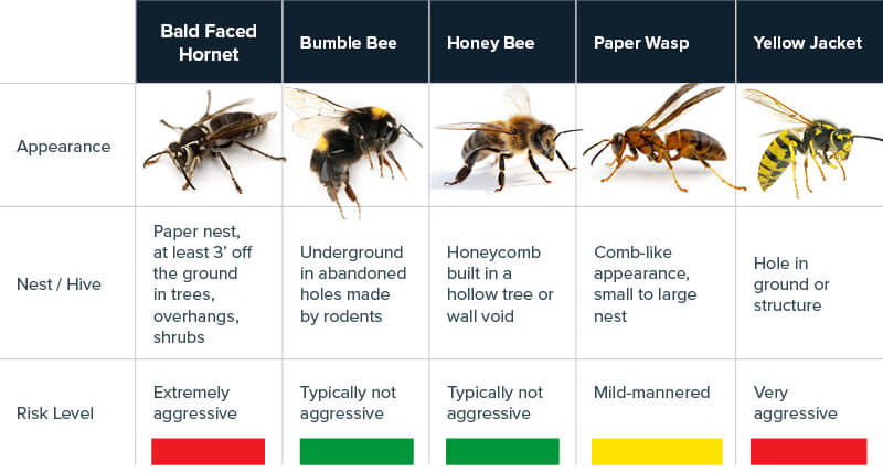 How to identify different stinging insect species